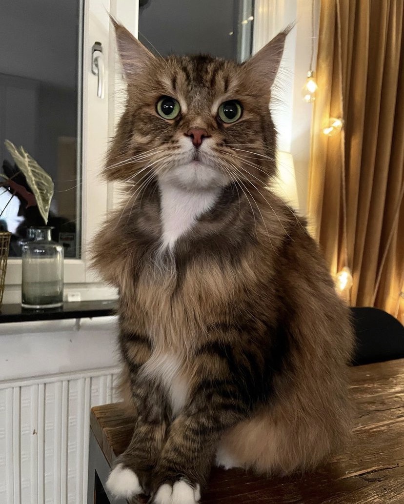 Sibirisk katt Lucifer